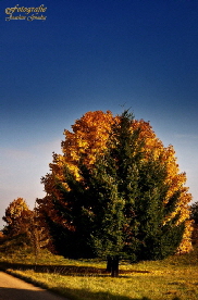 0016_8x6-Herbst-Bea-2